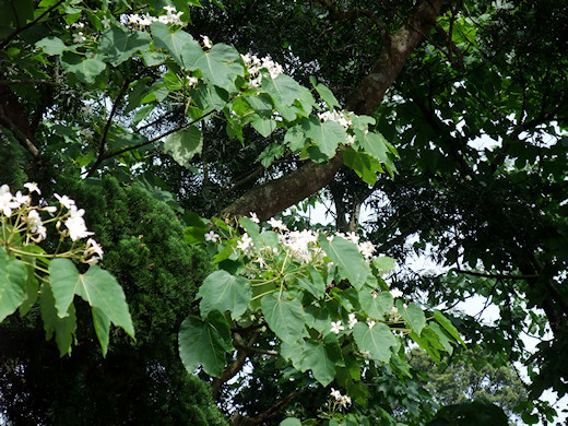 油桐花