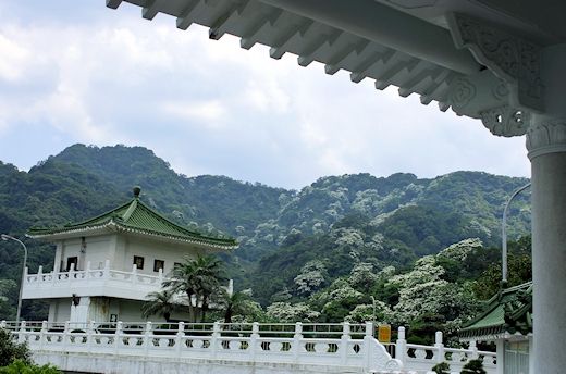 承天禅寺から眺める油桐花